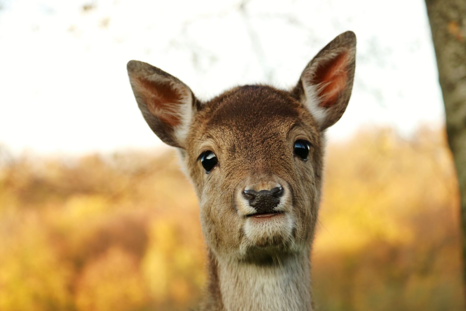 Canon EOS 750D (EOS Rebel T6i / EOS Kiss X8i) sample photo. Mammal, nature, animal world photography