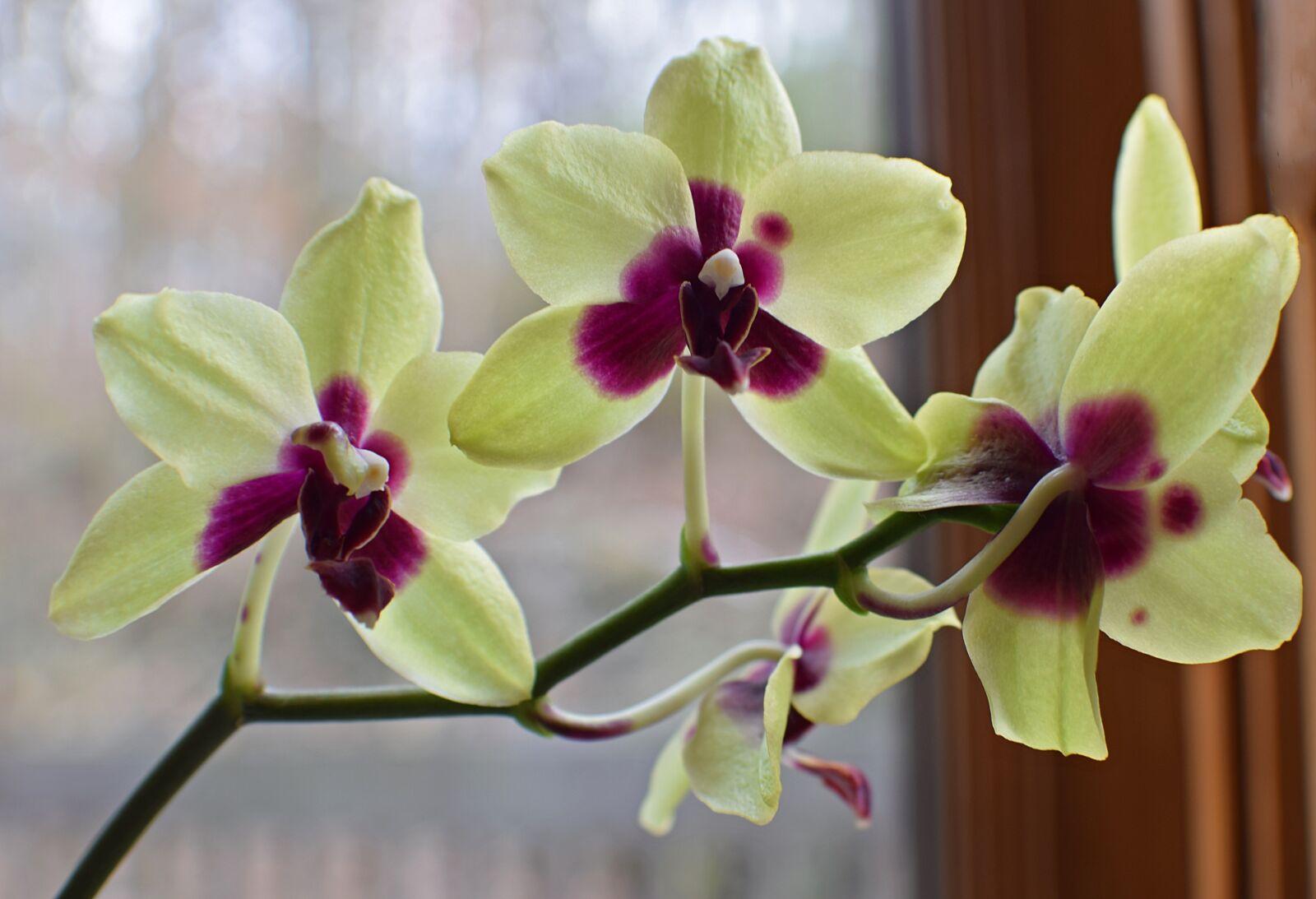 Nikon D3300 sample photo. Hybrid phalaenopsis, phalaenopsis, orchid photography
