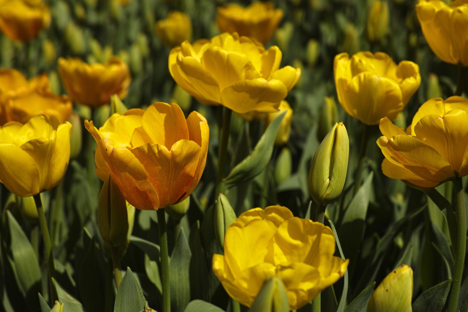 Sigma DP3 Merrill sample photo. Tulips, flower, detail photography