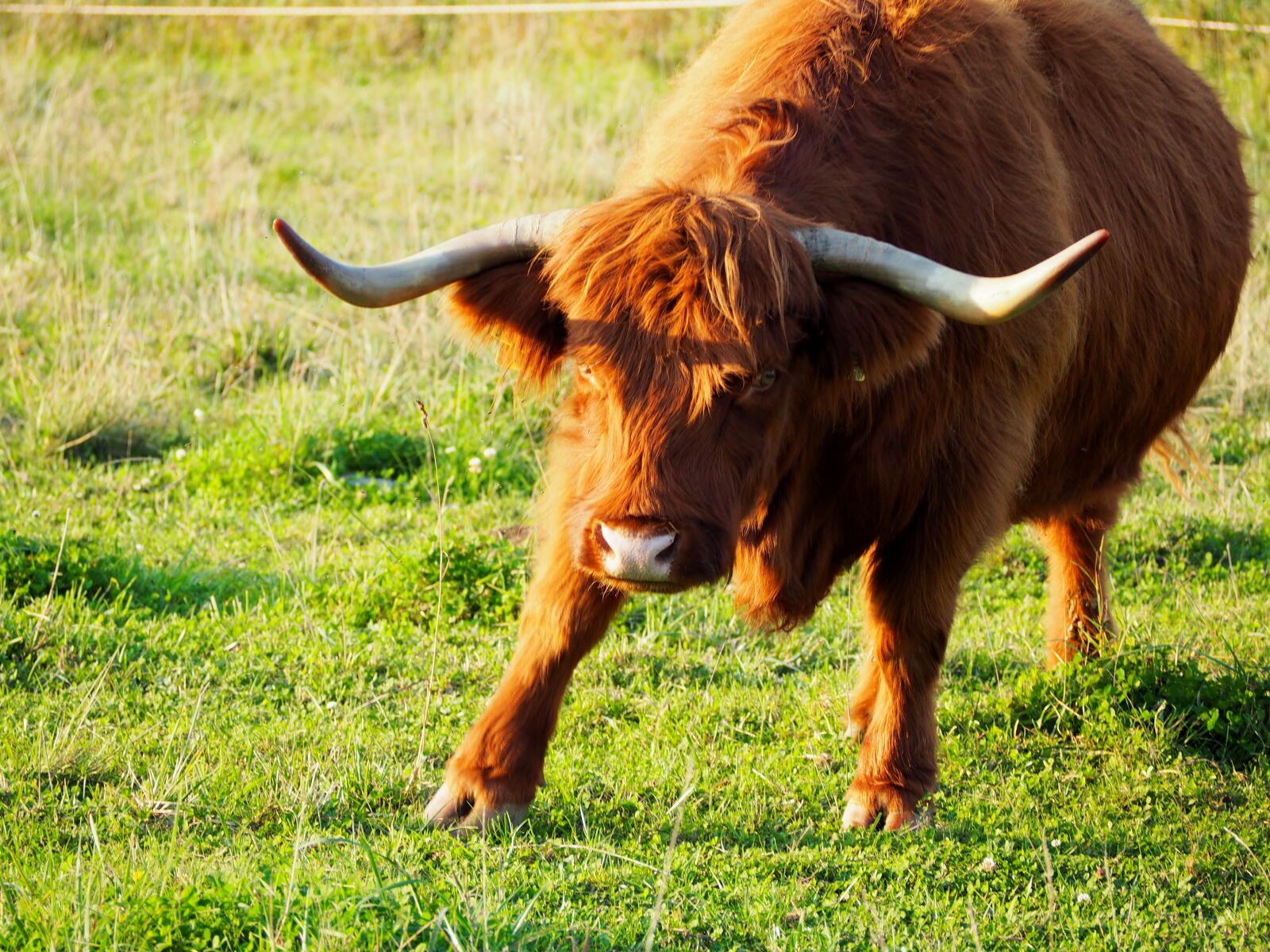 Olympus OM-D E-M10 sample photo. Beef, highland beef, scottish photography