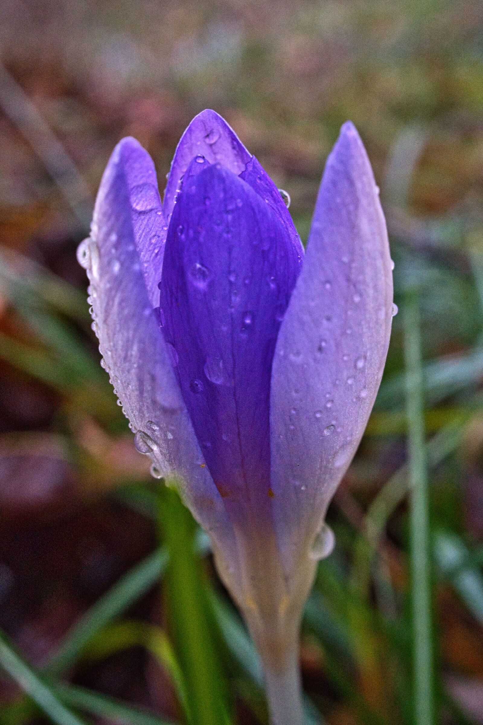 Sony E 30mm F3.5 Macro sample photo. Crocus, flowers, nature photography