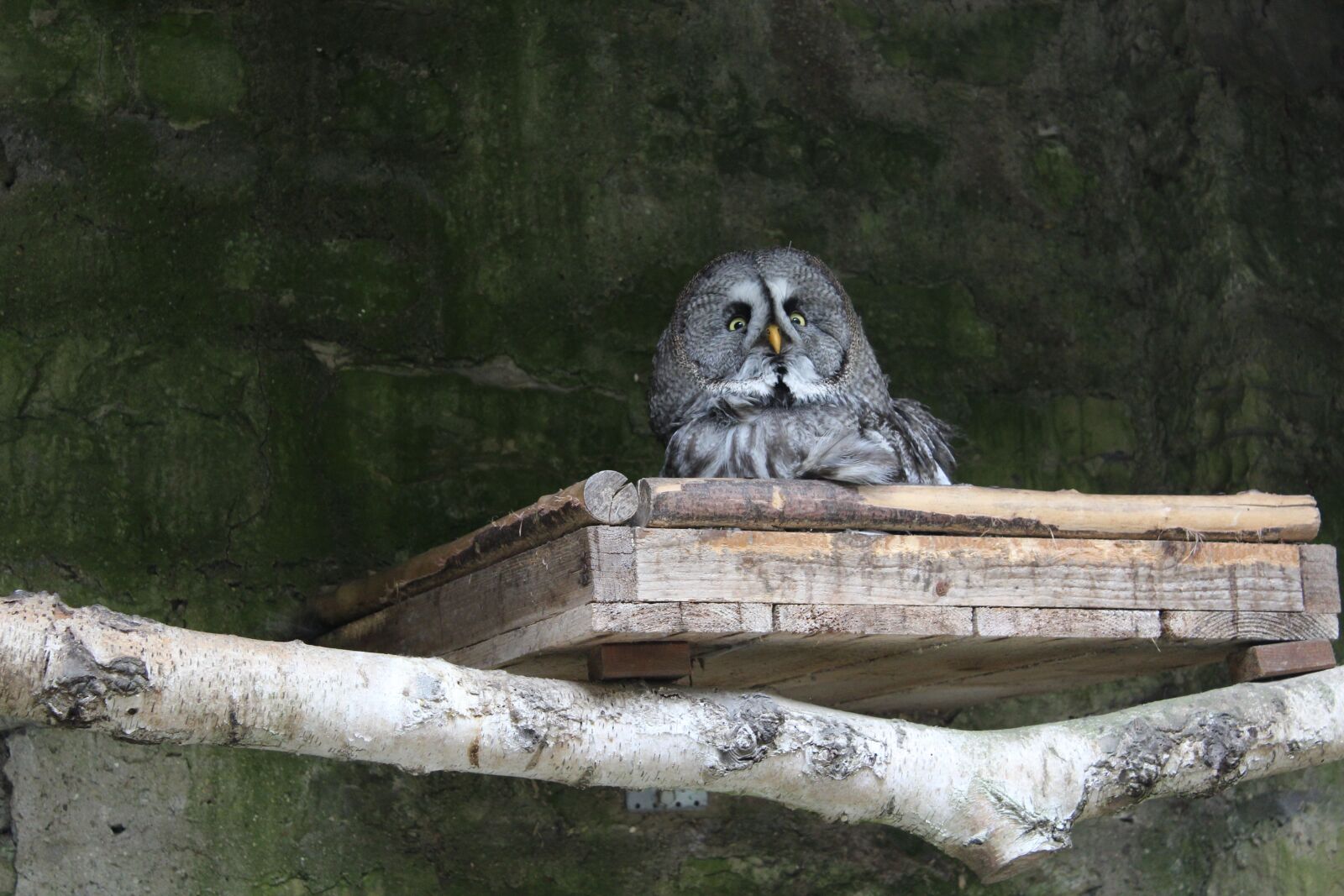 Canon EOS 1200D (EOS Rebel T5 / EOS Kiss X70 / EOS Hi) sample photo. Owl, hiding place, watch photography