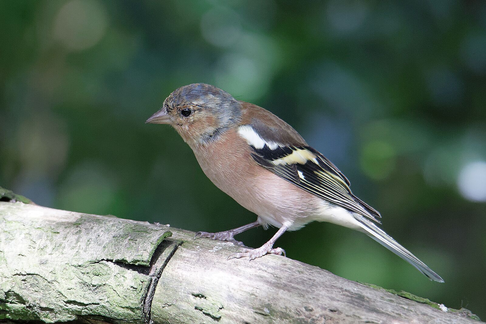 Canon EOS 7D Mark II sample photo. Chaffinch, wildlife, bird photography