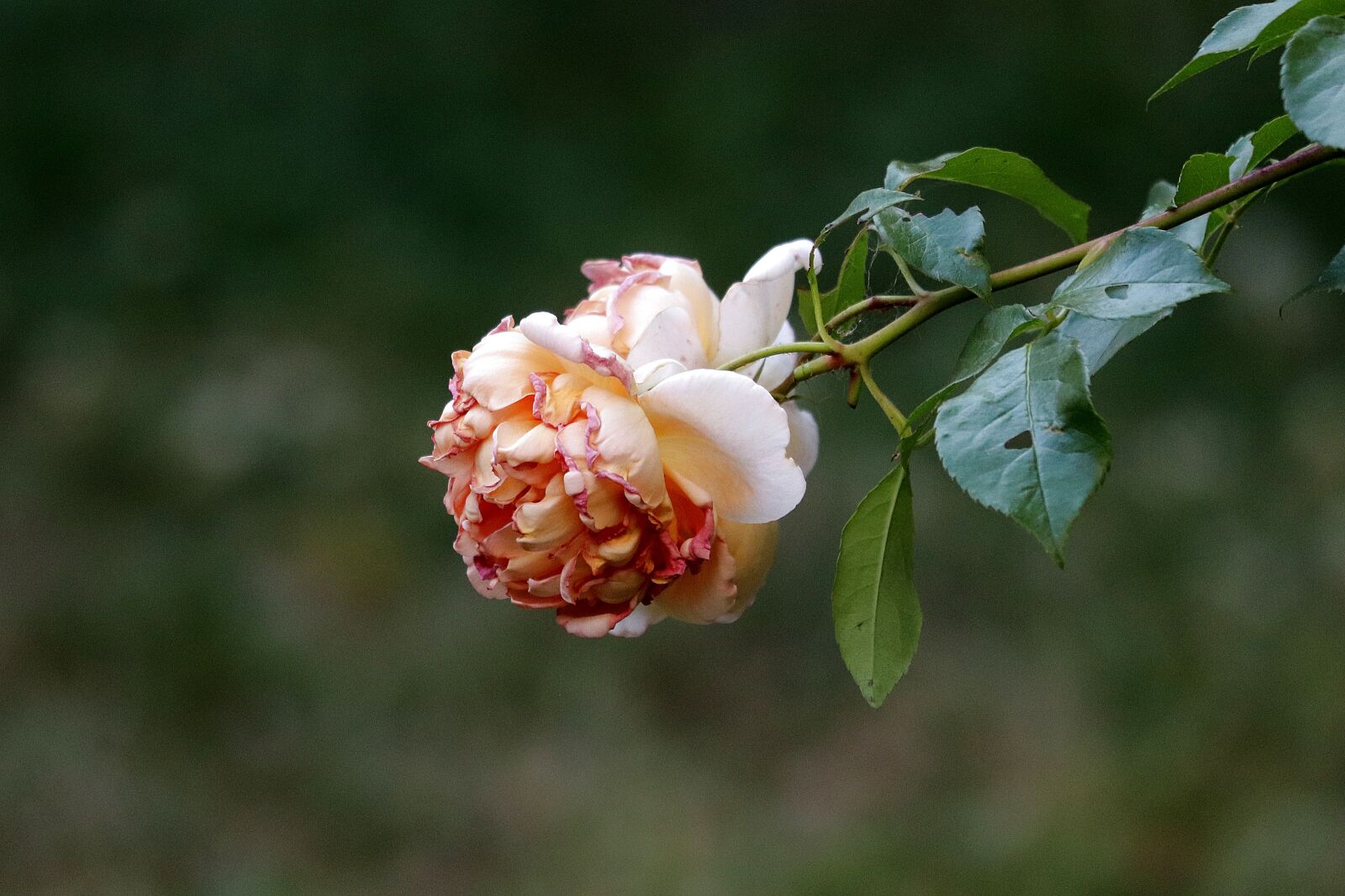 Canon EF 70-300 F4-5.6 IS II USM sample photo. Faded, fade, transient photography