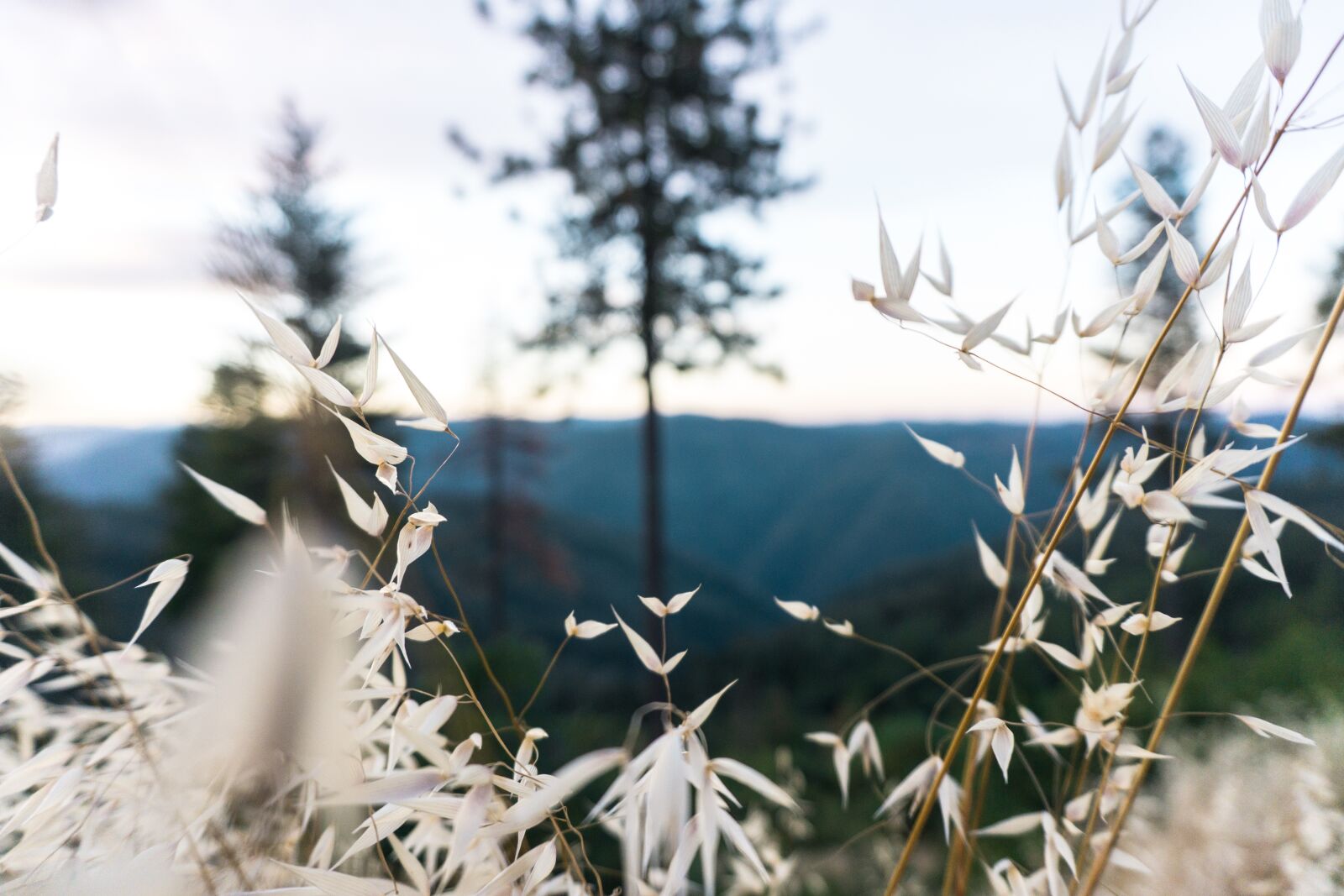 Sony a6000 sample photo. Leaves, trees, plant photography