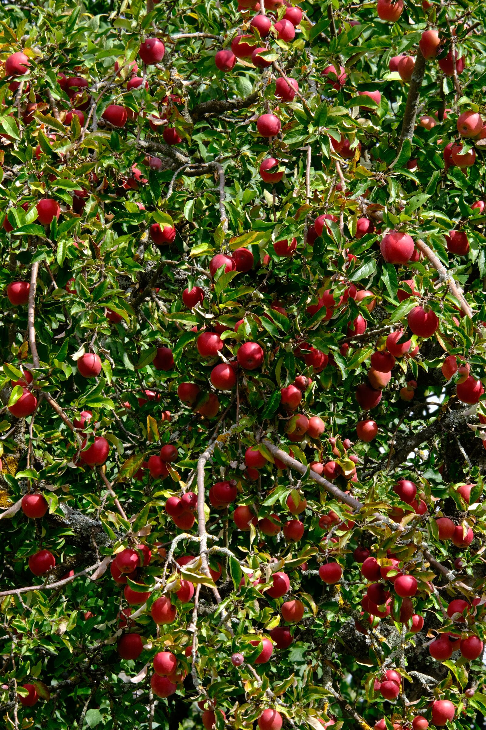 Fujifilm XF 55-200mm F3.5-4.8 R LM OIS sample photo. Apples, apple tree, orchard photography