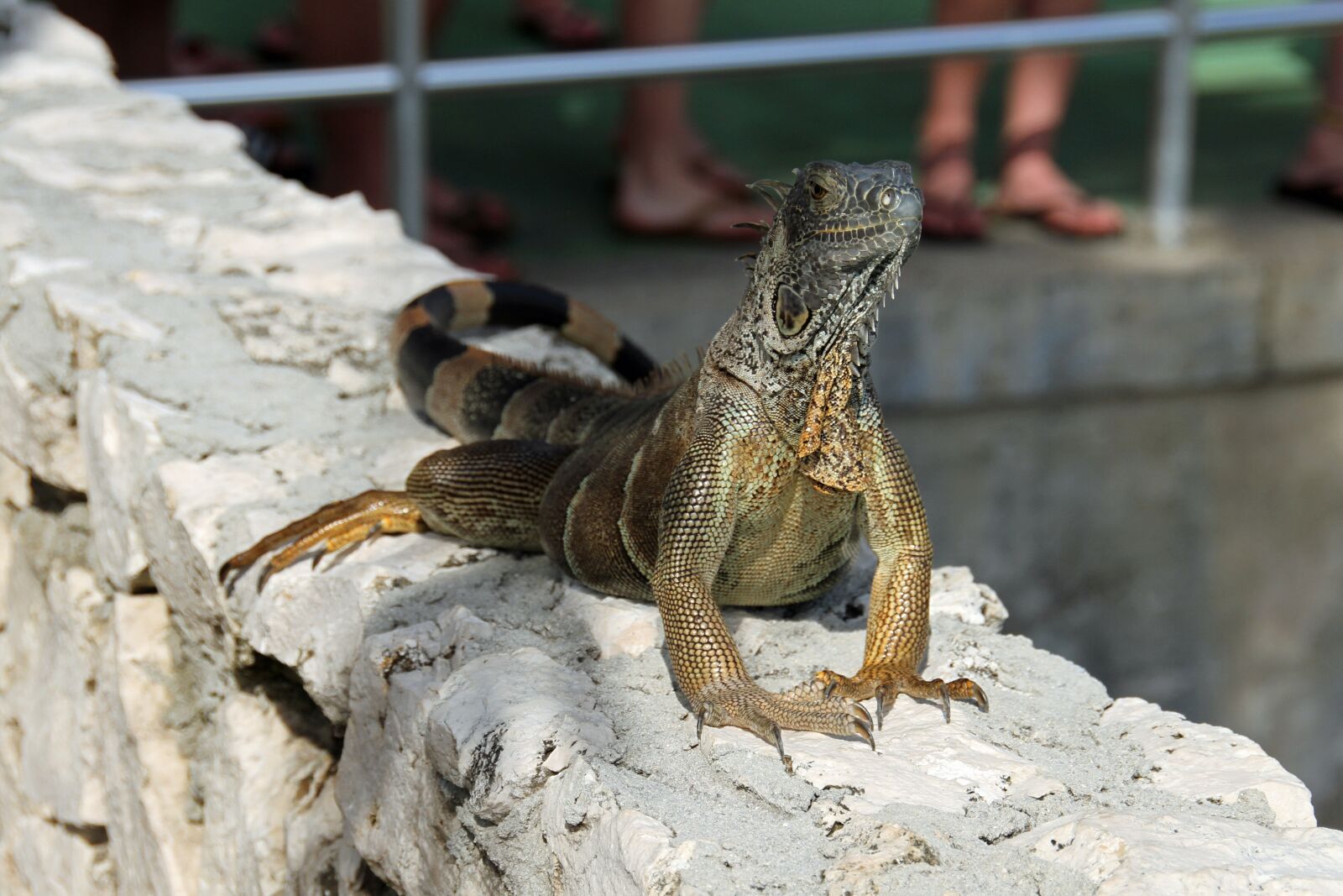 Canon EOS 7D sample photo. Iguana, herbivorous, lizards photography