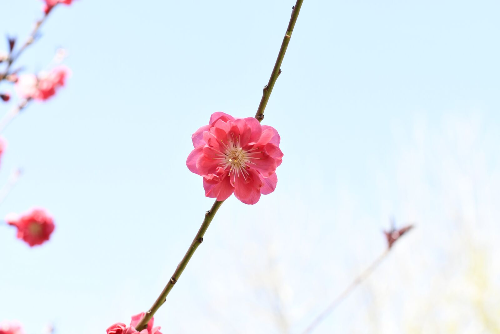 Nikon D7500 sample photo. Spring, flowers, plant photography