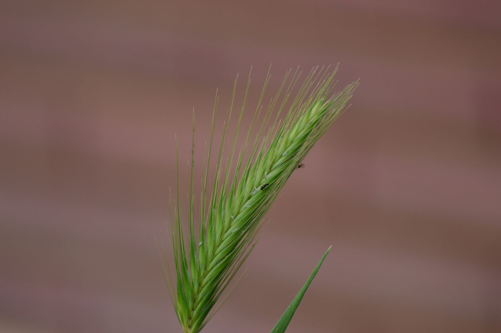 Nikon D3200 sample photo. Grass, weed, nature photography