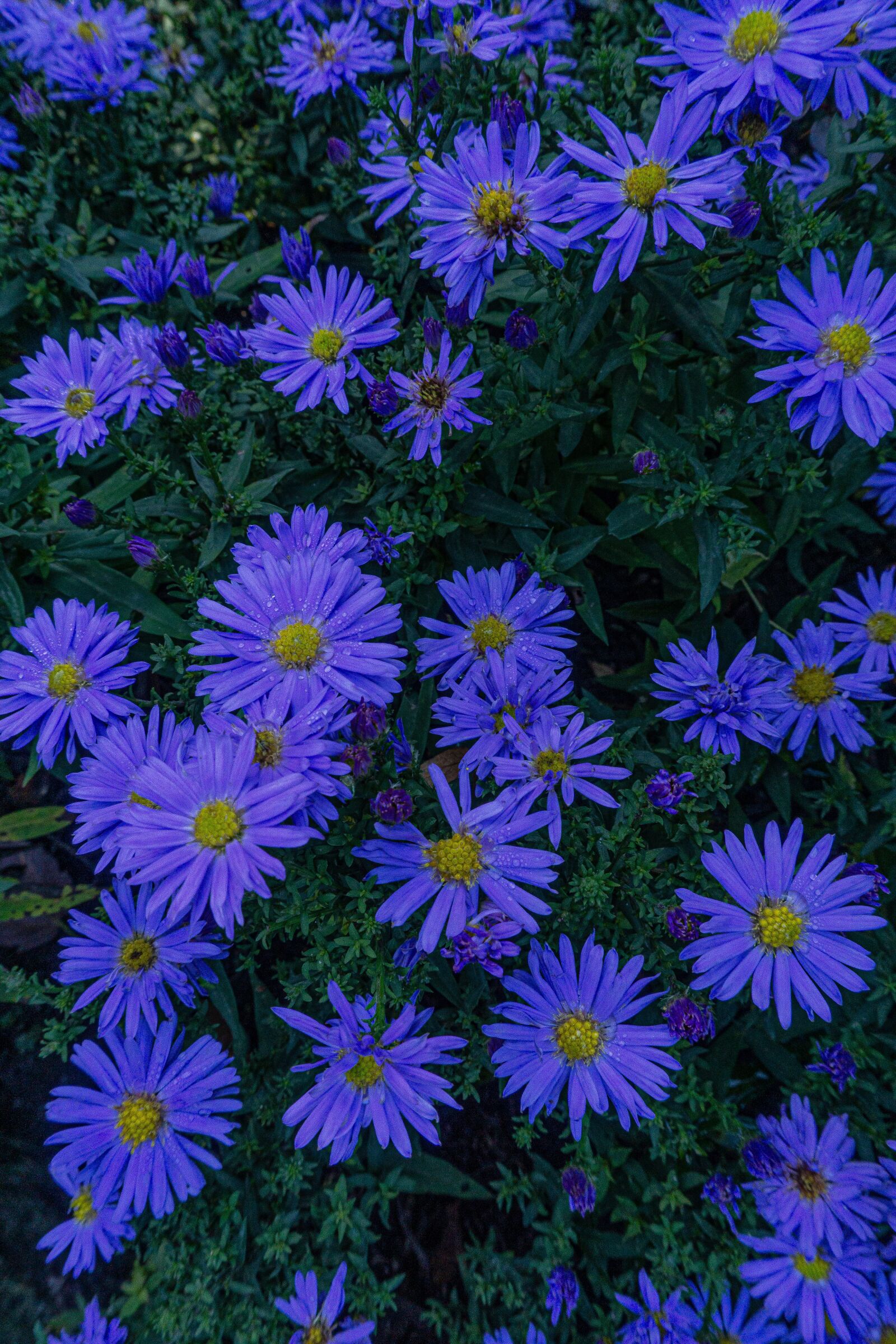 Sony a5100 sample photo. Violet asters, purple asters photography
