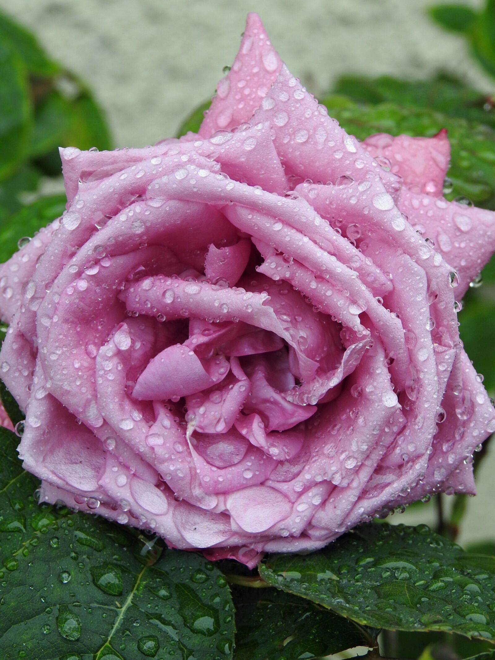 Nikon Coolpix P900 sample photo. Pink, violet, drops of photography