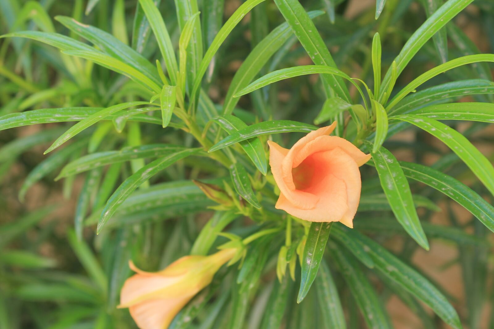 Canon EOS 1100D (EOS Rebel T3 / EOS Kiss X50) sample photo. Orange, flowers, green photography