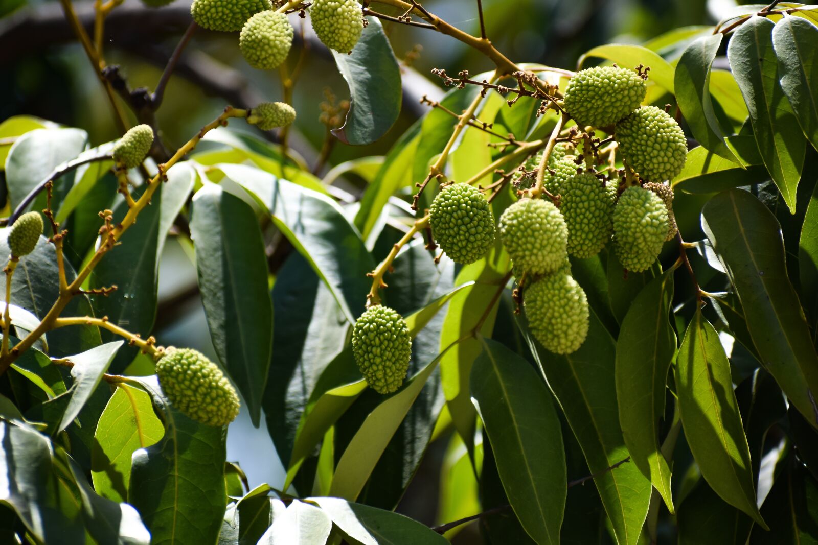 Nikon D3300 sample photo. Litchi, fruits, lychee photography