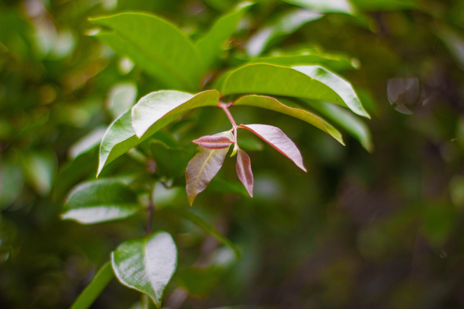 Canon EOS 1300D (EOS Rebel T6 / EOS Kiss X80) sample photo. Leaves, nature, bokeh photography