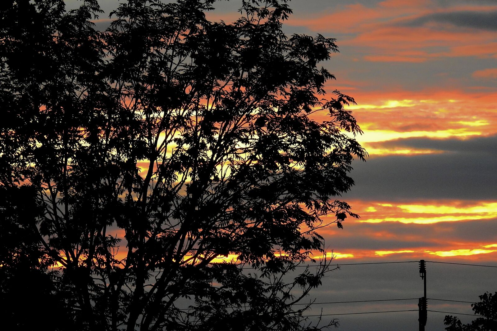 Nikon Coolpix P900 sample photo. Tree, sunset, twilight photography
