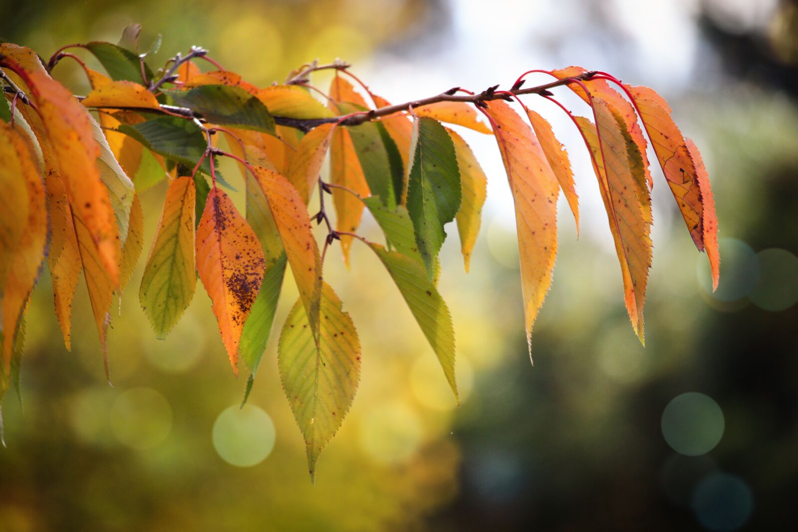 Canon EF-S 55-250mm F4-5.6 IS STM sample photo. Orange, yellow, bokeh photography