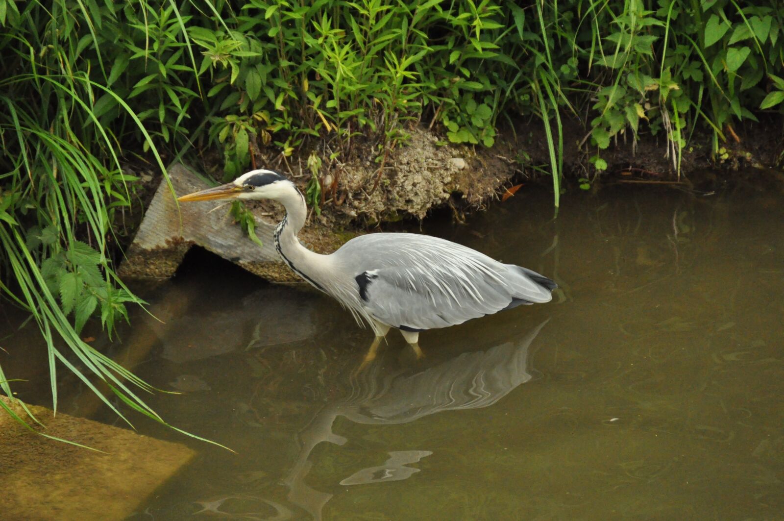 Nikon D90 sample photo. Bird, heron, animal world photography