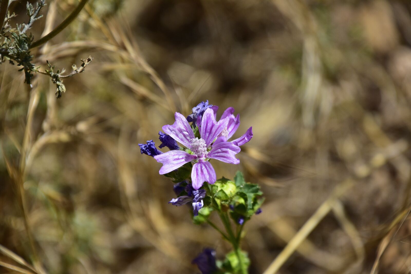 Nikon D7200 sample photo. Flower, garden, plant photography