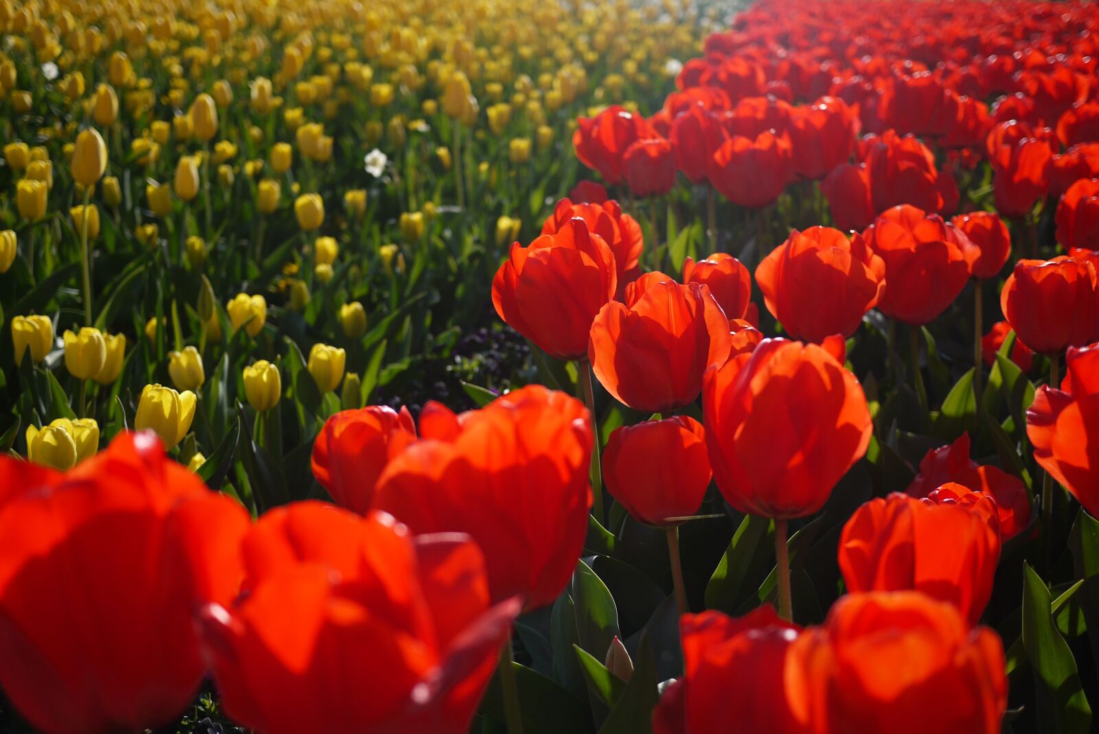 Panasonic Lumix DMC-GF1 sample photo. Flowers, tulips, blossom photography