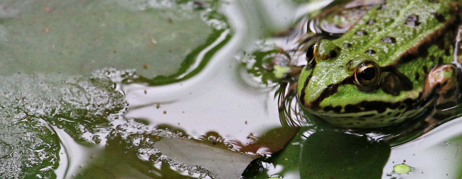 Canon EOS 550D (EOS Rebel T2i / EOS Kiss X4) sample photo. Frog, green, green frog photography
