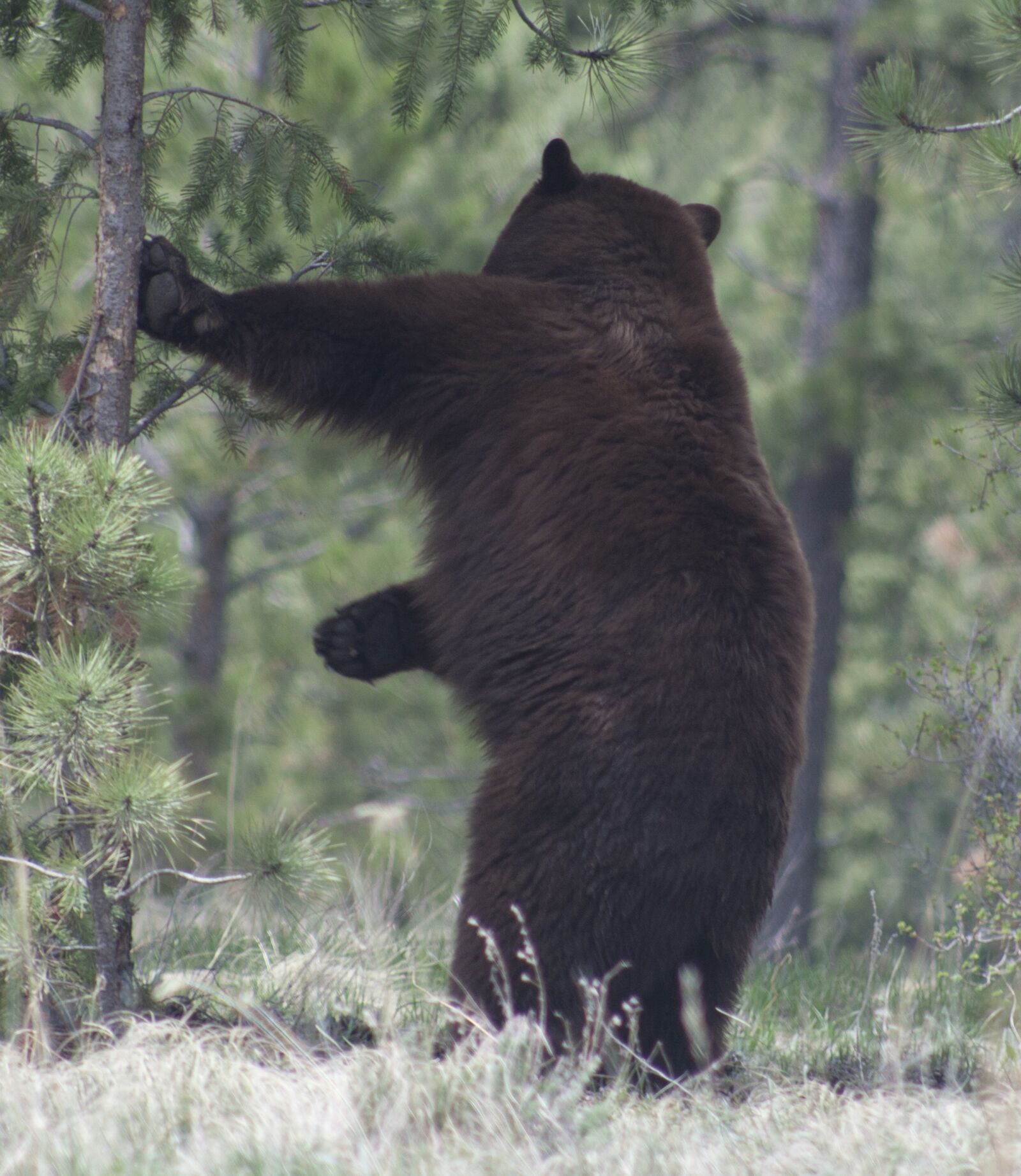 Canon EOS 350D (EOS Digital Rebel XT / EOS Kiss Digital N) sample photo. Black bear, nature, wildlife photography