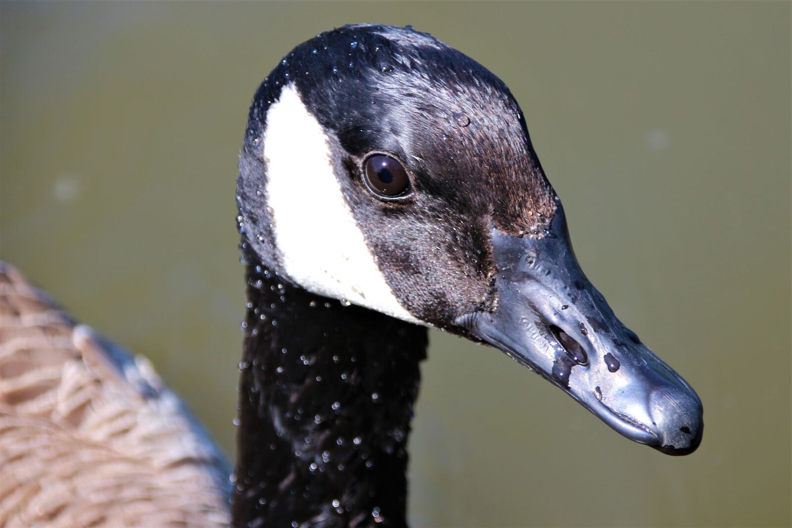 Canon EOS 700D (EOS Rebel T5i / EOS Kiss X7i) sample photo. Animal, bird, water photography