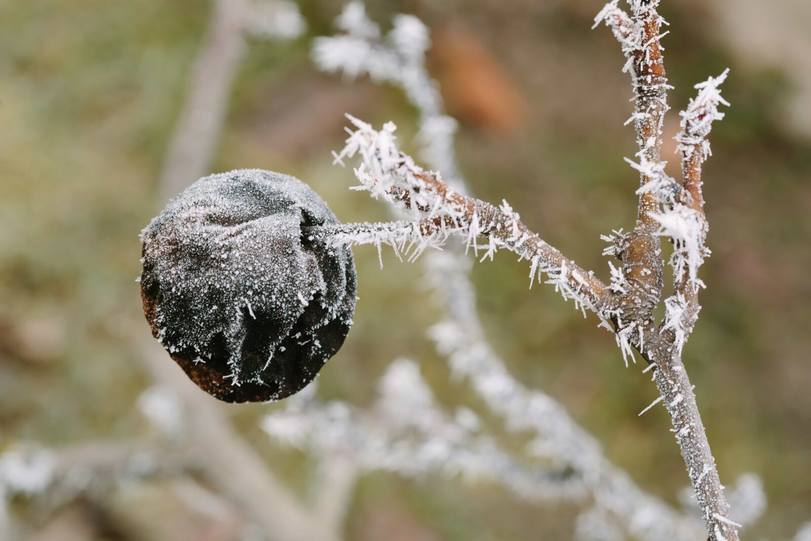 Canon EF 100mm F2.8 Macro USM sample photo. Tree, nature, winter, frost photography