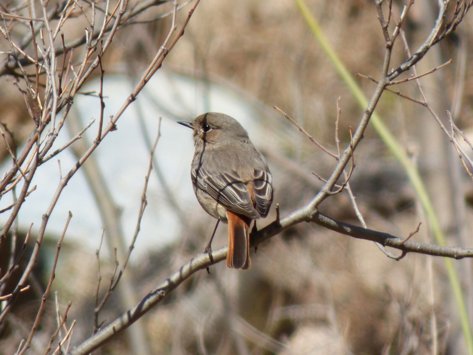 Panasonic Lumix DMC-FZ70 sample photo. Black redstart, smoked cotxa photography
