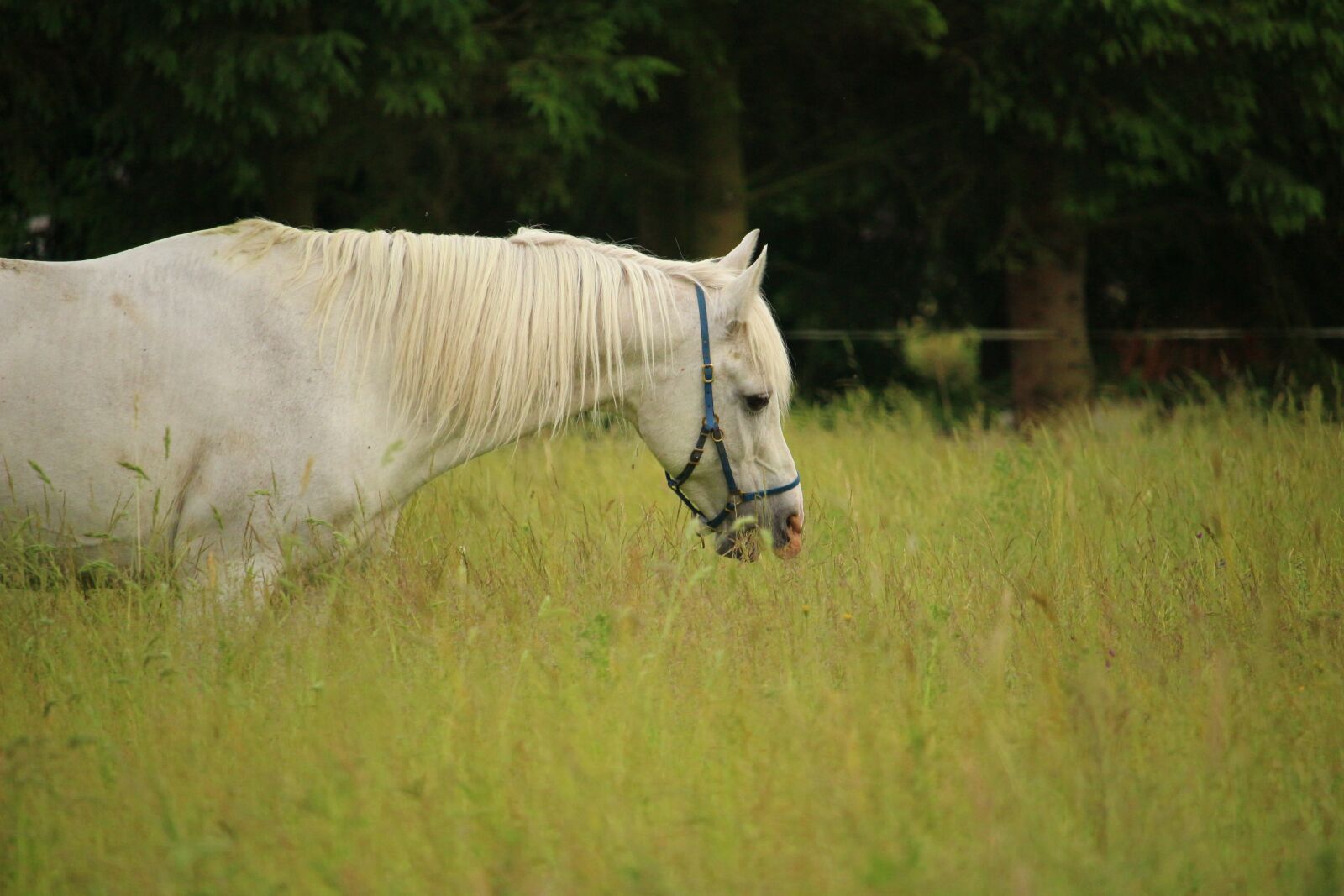 Canon EOS 100D (EOS Rebel SL1 / EOS Kiss X7) sample photo. Horse, mold, stallion photography
