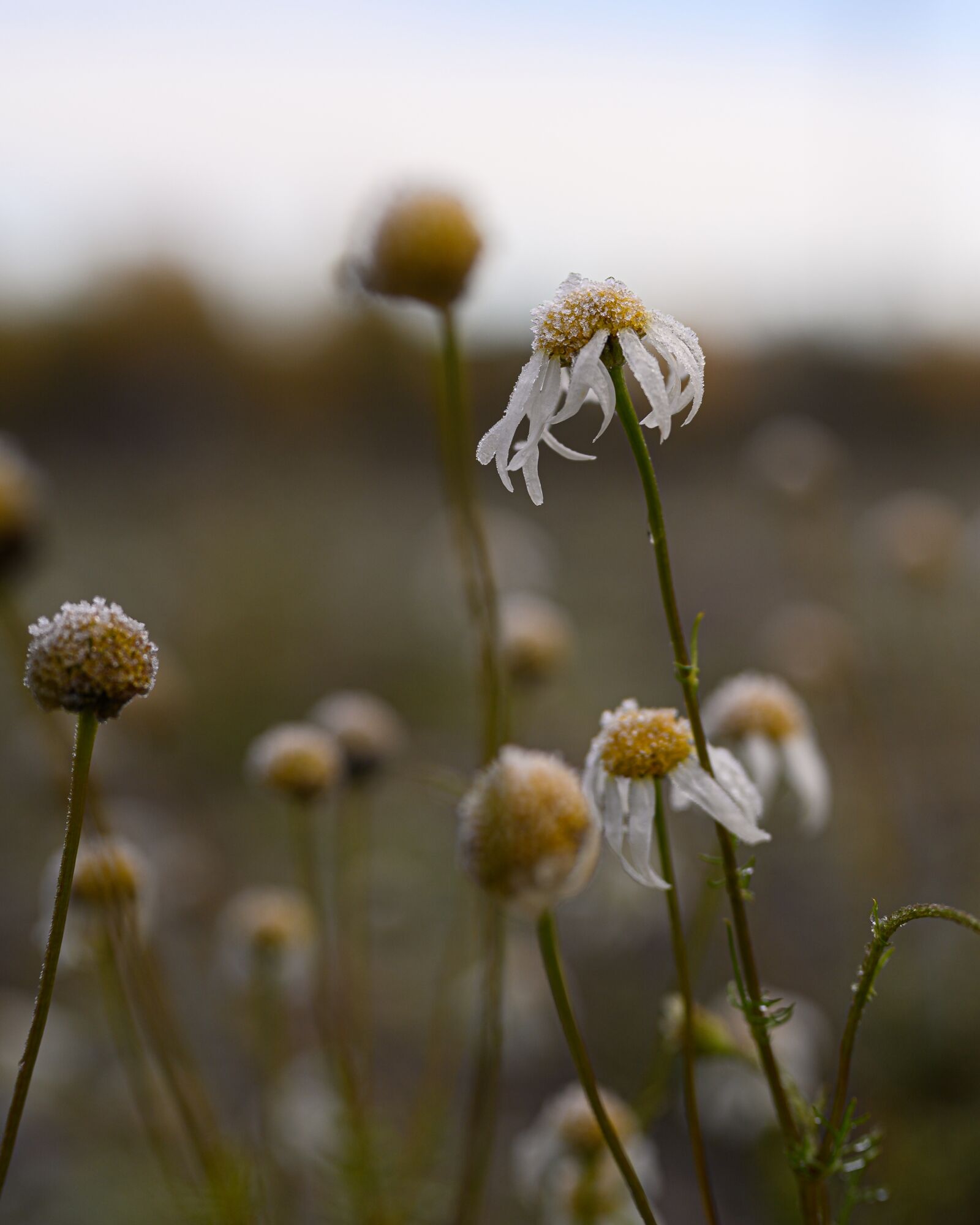 Nikon Nikkor Z 50mm F1.8 S sample photo. Flower, frost, autumn photography