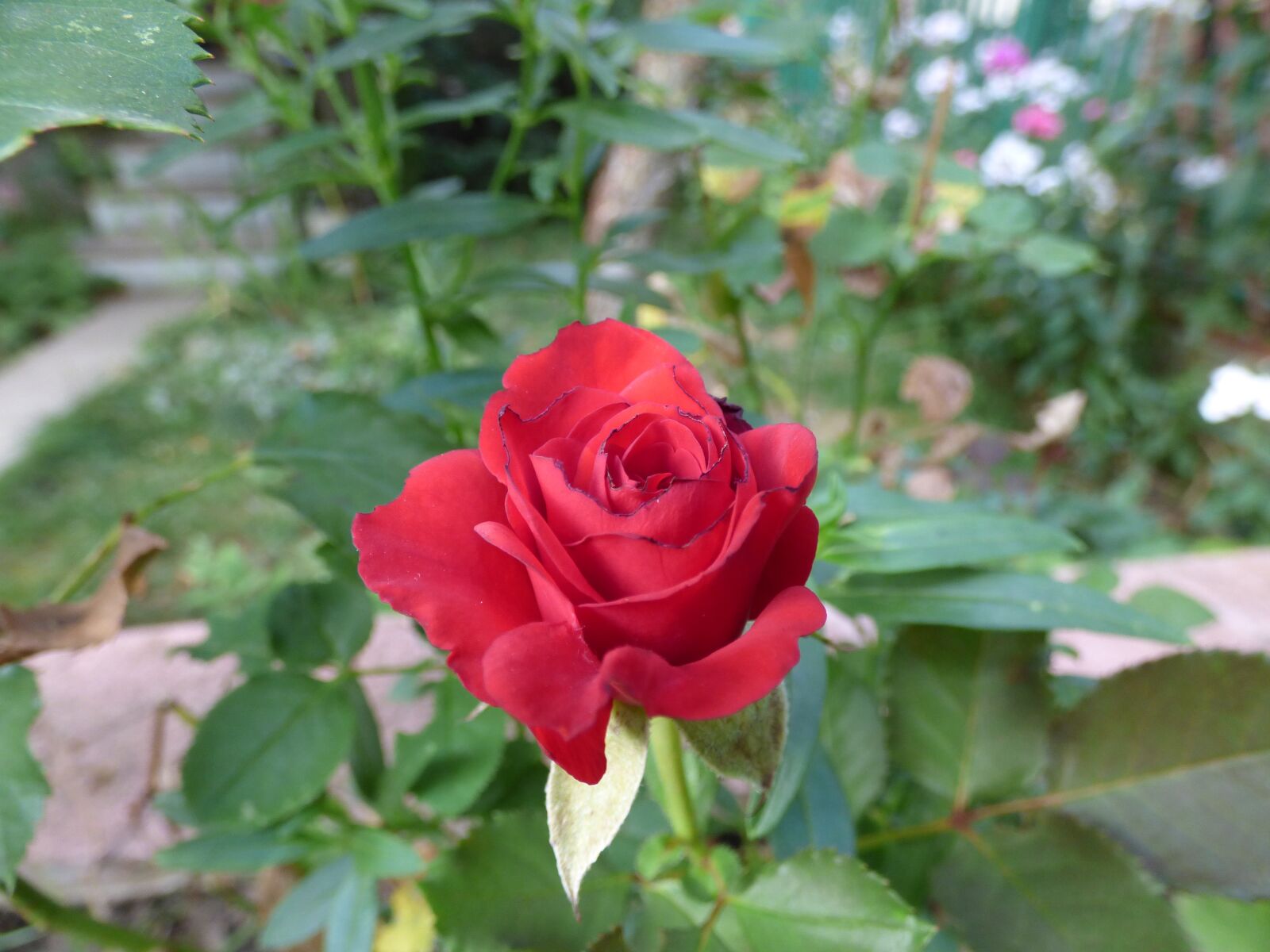 Panasonic DMC-FZ72 sample photo. Rose, mini-rose, color photography