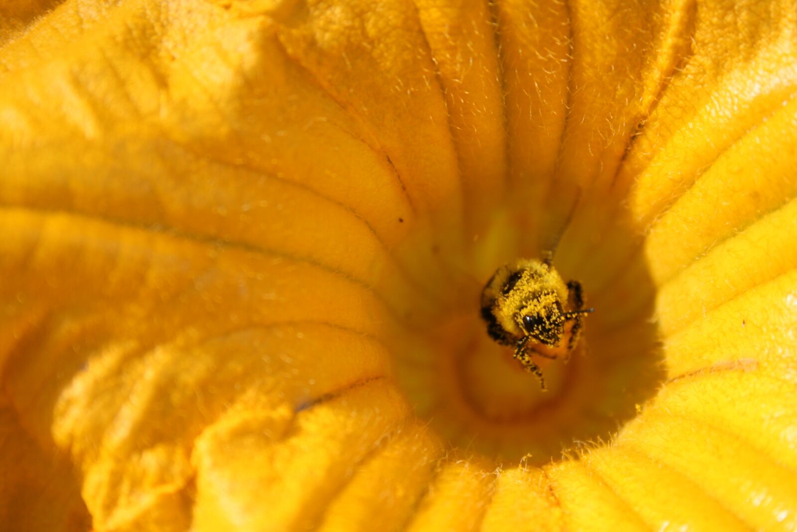 Canon EOS 400D (EOS Digital Rebel XTi / EOS Kiss Digital X) sample photo. Flower, bee, insect photography