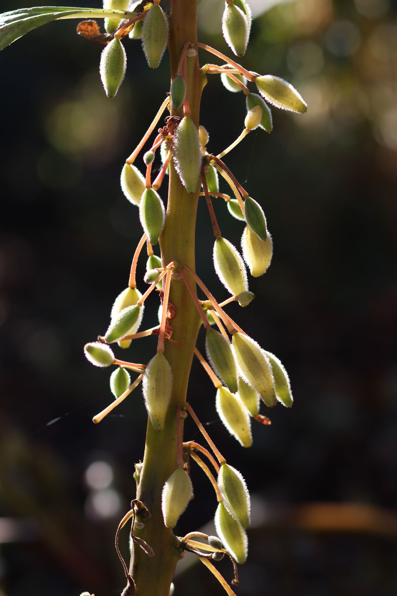 Canon EOS 700D (EOS Rebel T5i / EOS Kiss X7i) + Canon EF 85mm F1.8 USM sample photo. Strain, seeds, green photography