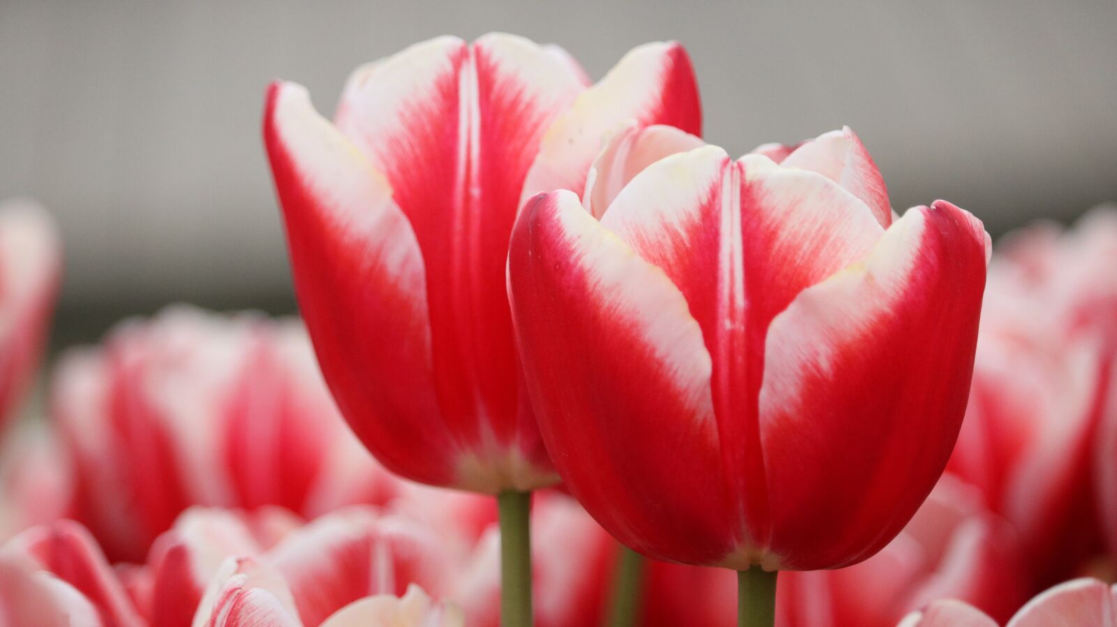 Canon EOS 750D (EOS Rebel T6i / EOS Kiss X8i) sample photo. Tulip, flower, nature photography