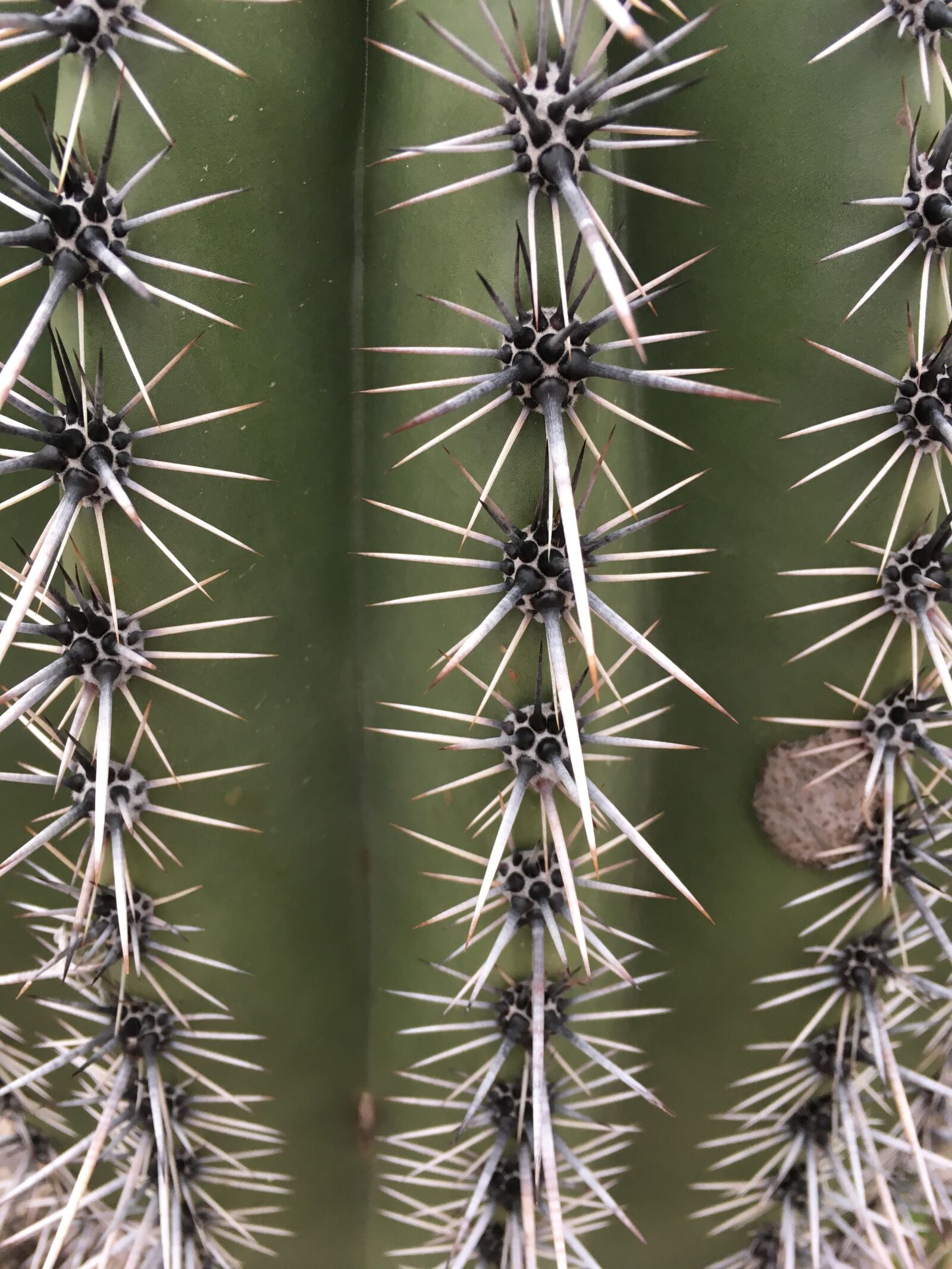 Apple iPhone SE + iPhone SE back camera 4.15mm f/2.2 sample photo. Cactus, cacti, desert photography