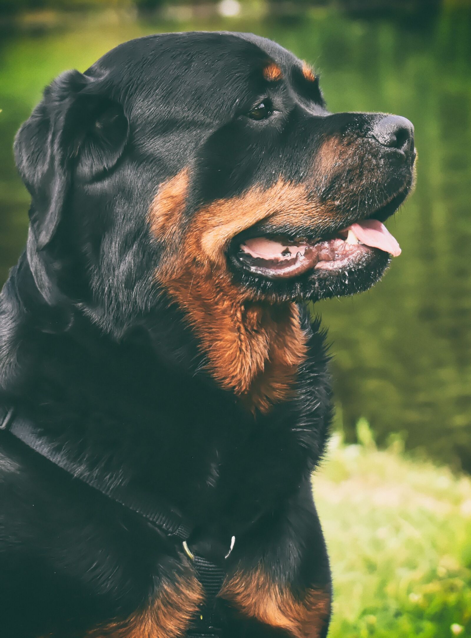 Nikon D7200 sample photo. Rottweiler, purebred dog, animal photography
