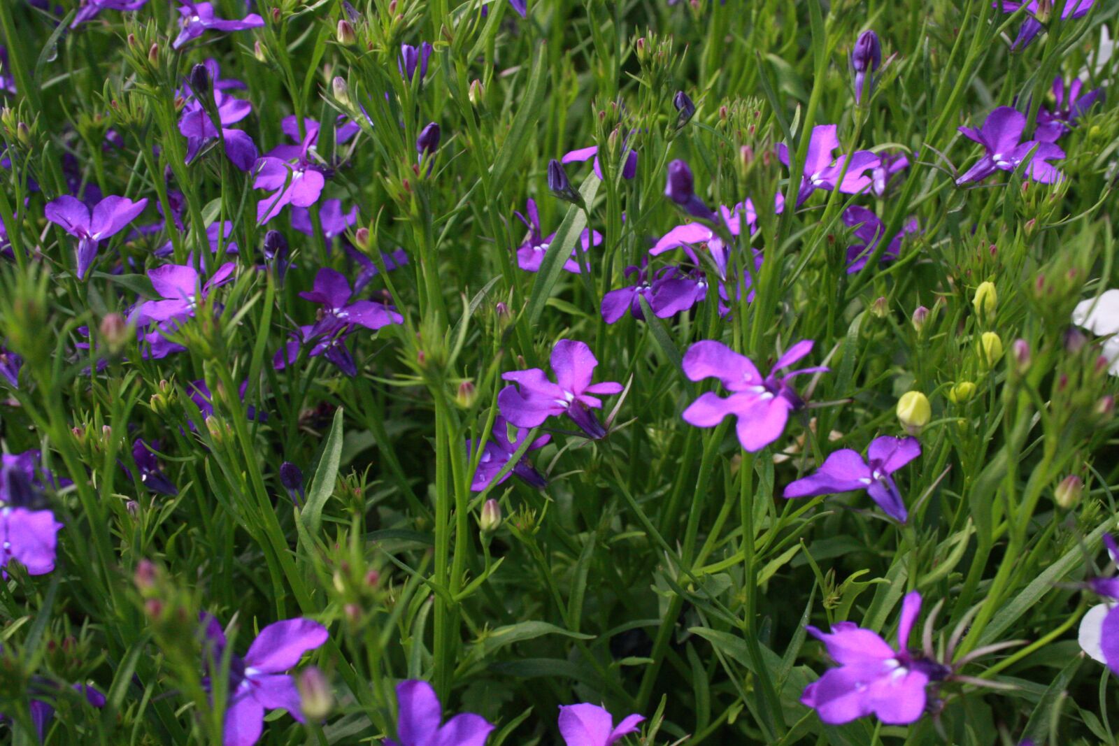 Canon EOS 40D sample photo. Lobelia, flowers, purple photography