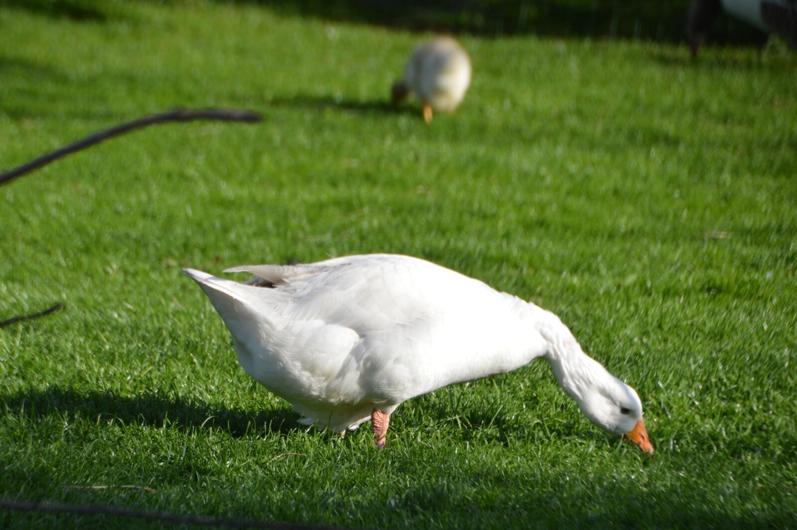 Nikon D3200 sample photo. Breeding, goose, plumage photography