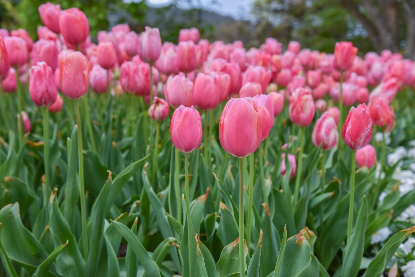 Nikon D750 sample photo. Tulip, colour, flowers photography