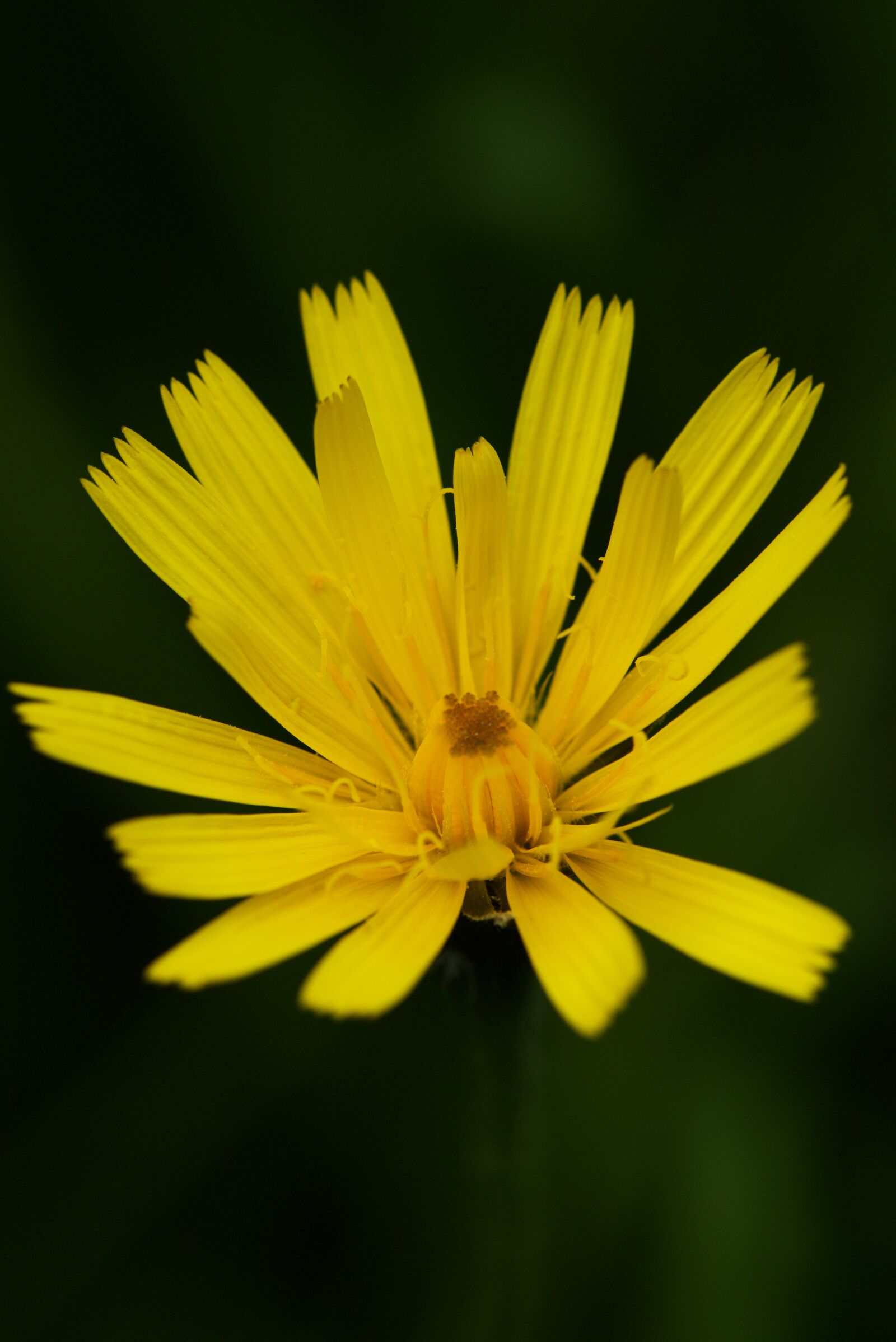 Nikon D810 sample photo