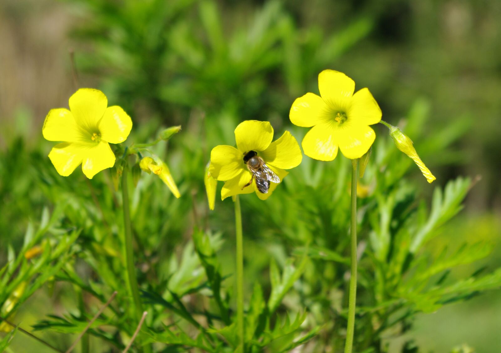 Pentax K20D sample photo. Flower, insect, yellow photography
