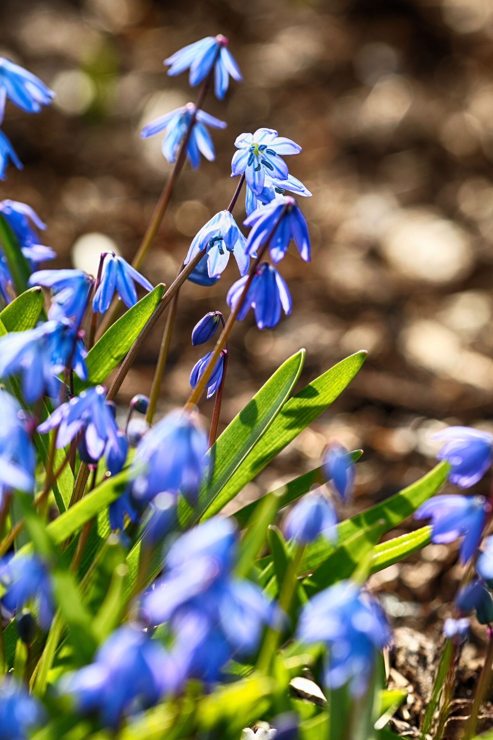 Canon EOS 7D Mark II + Canon EF 135mm F2L USM sample photo. Nature, flower, flora photography