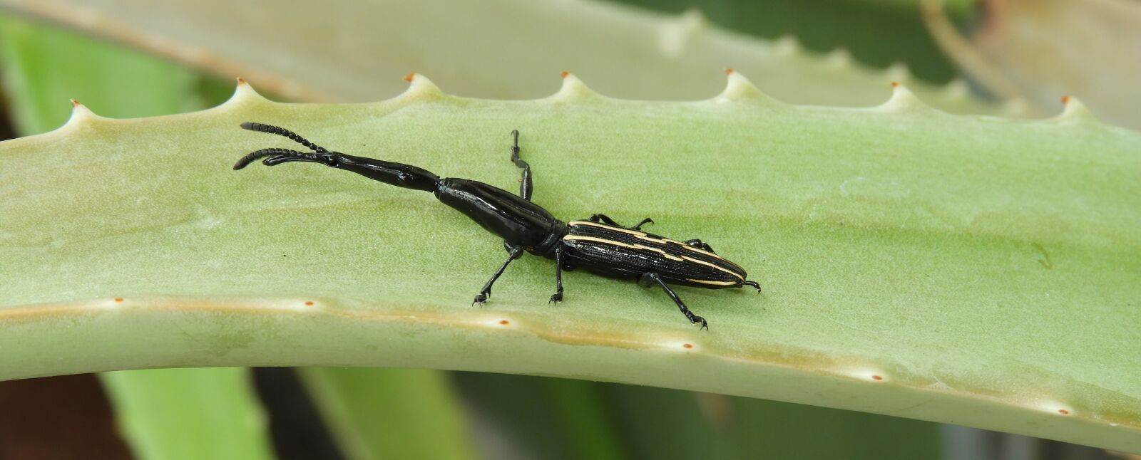 Nikon Coolpix B700 sample photo. Insect, nature, outdoors photography