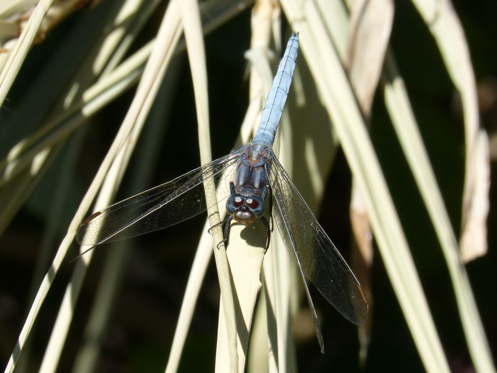 Panasonic DMC-FZ62 sample photo. Blue dragonfly, leaves, orthetrum photography