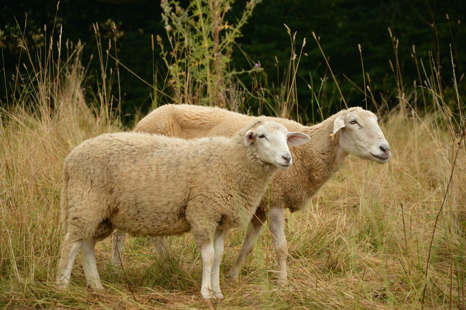 Nikon D5200 sample photo. Sheep, pasture, livestock photography
