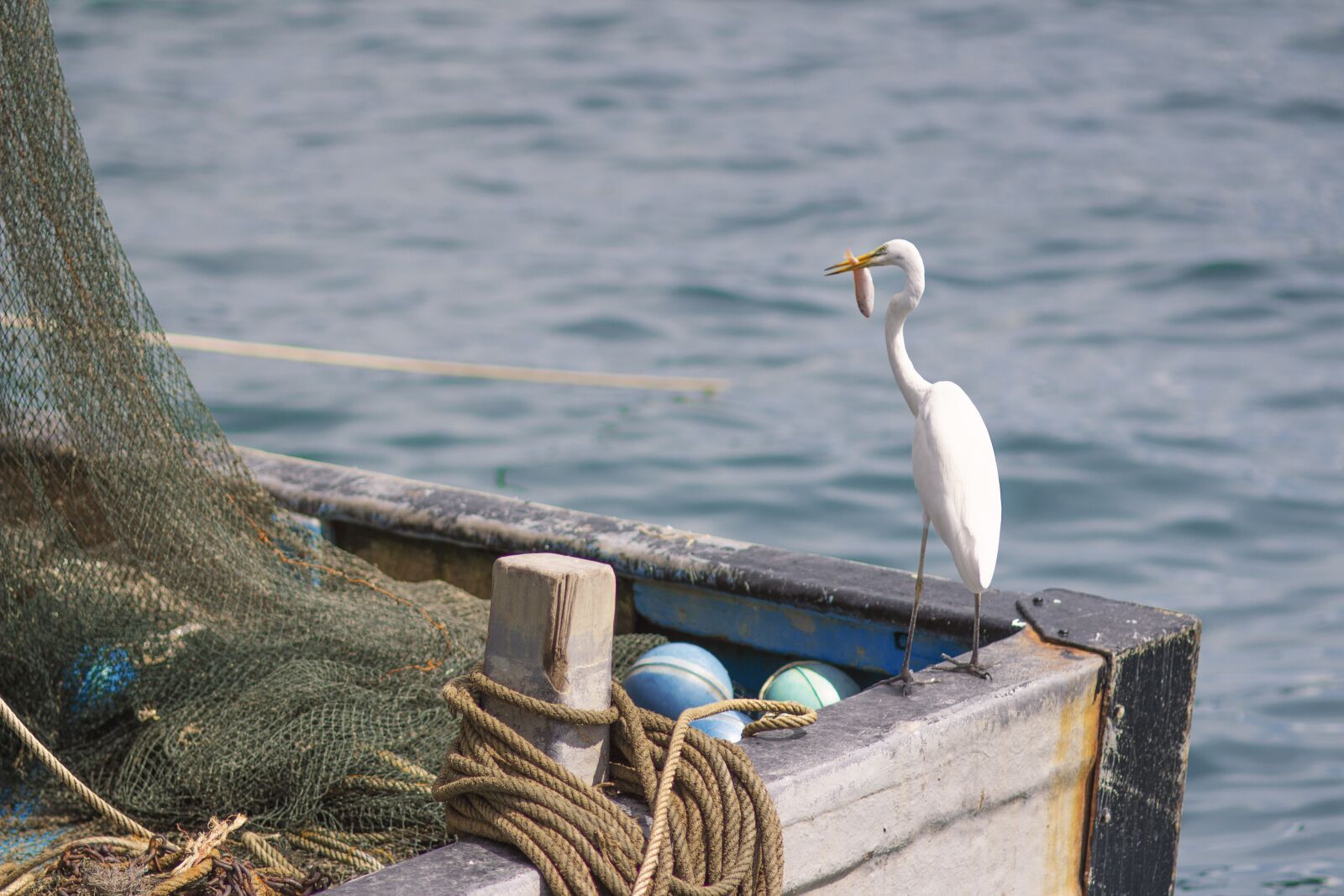 Canon EOS 600D (Rebel EOS T3i / EOS Kiss X5) sample photo. Sea, boat, stork photography