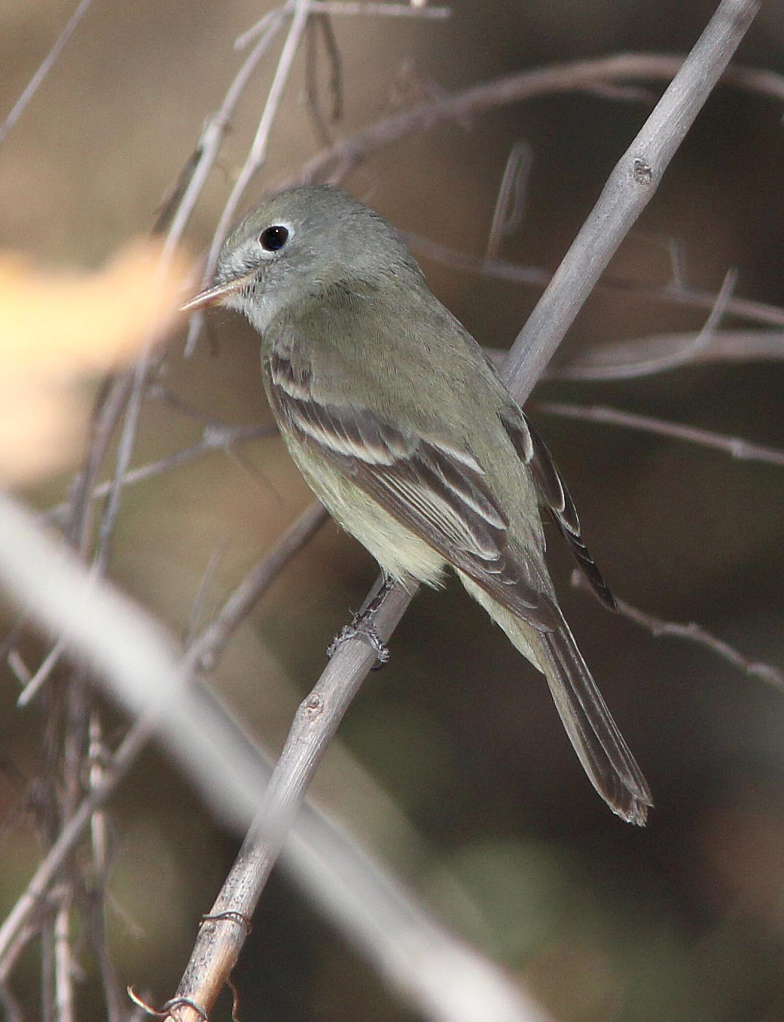 Canon EF 300mm F4L IS USM sample photo