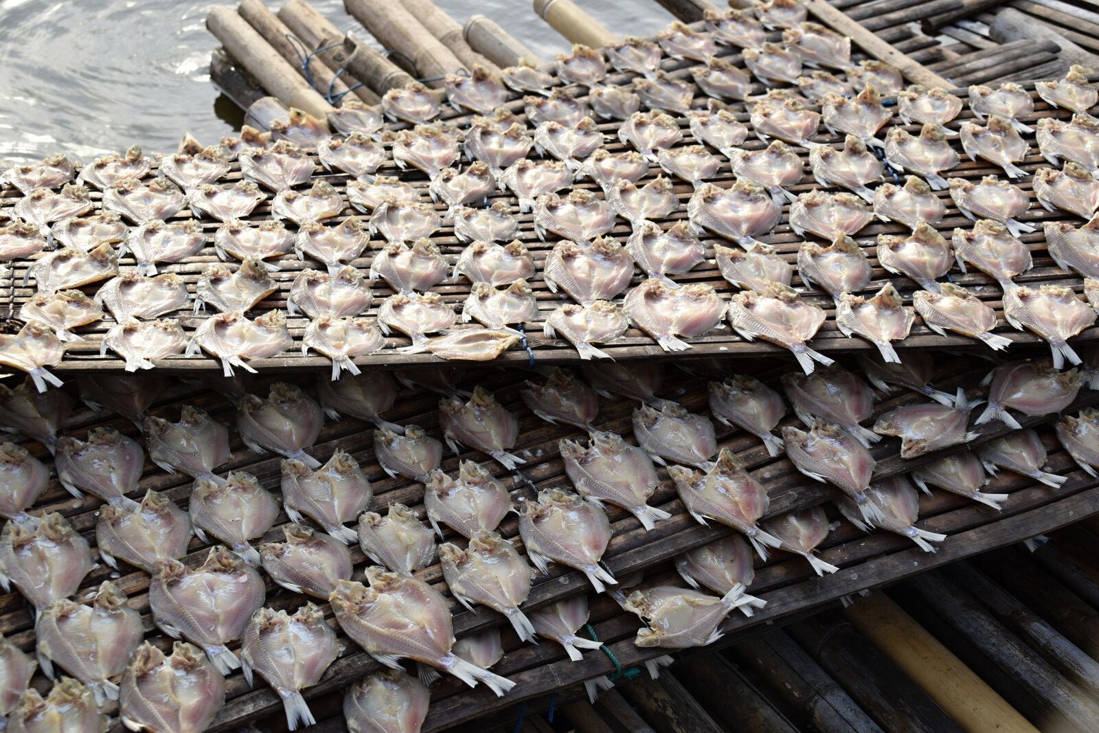 Nikon D5300 sample photo. Fish, more, dried fish photography
