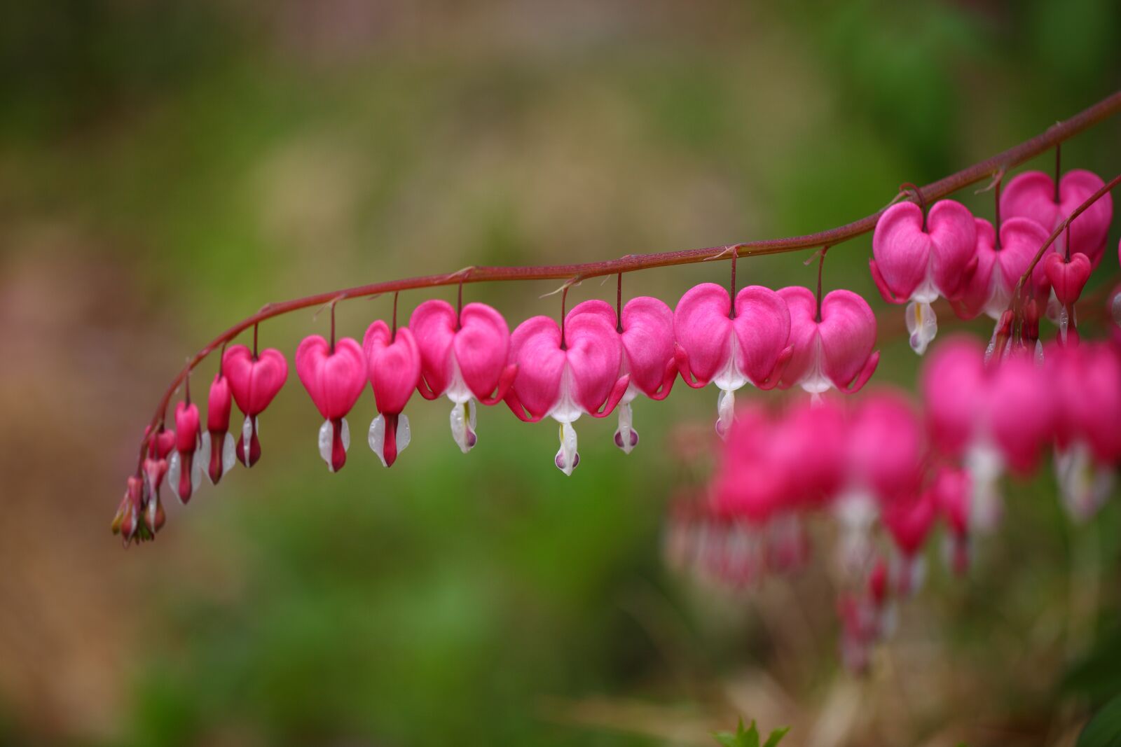 Canon EOS 5D Mark II sample photo. Nature, outdoors, flowers photography