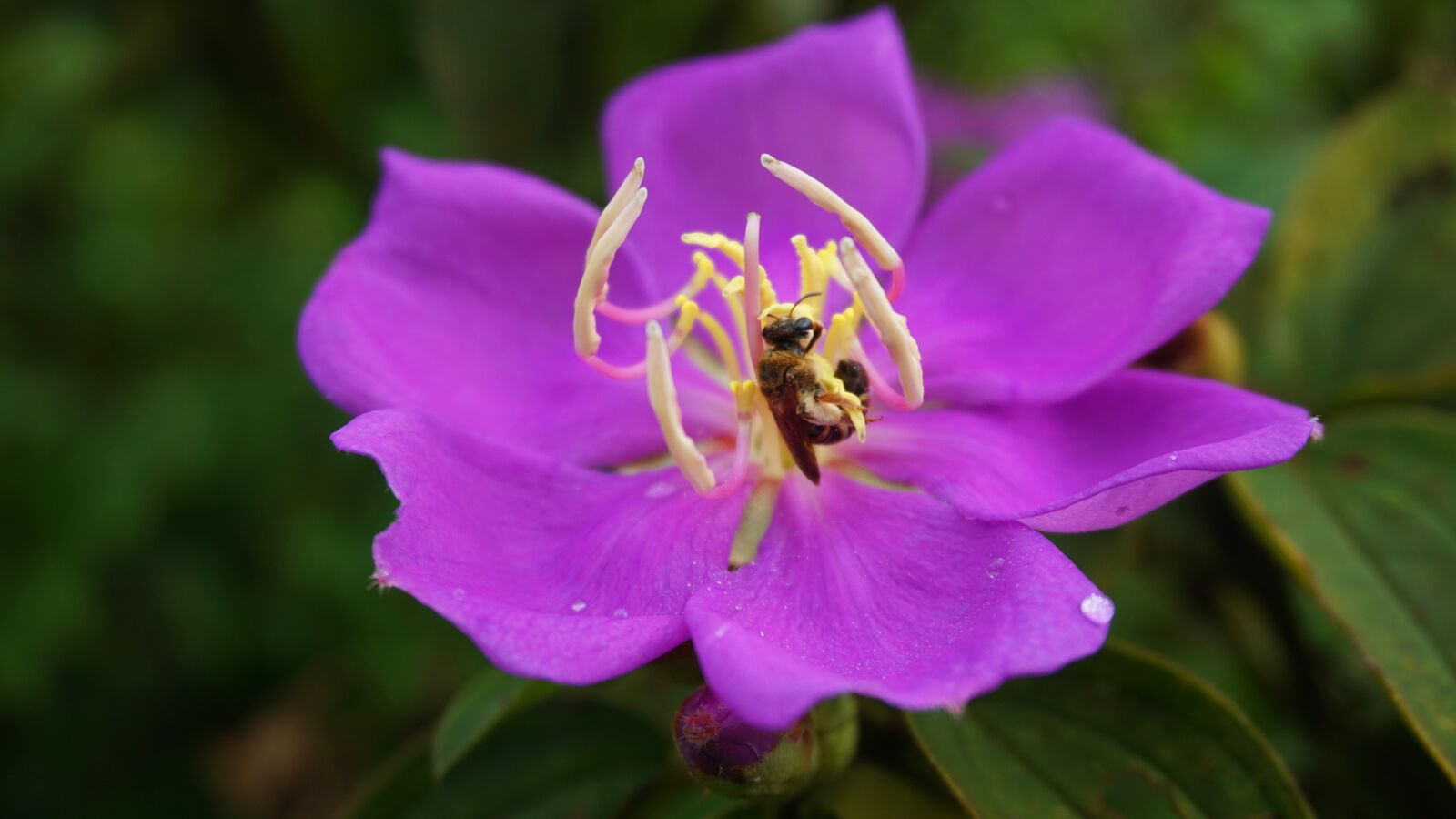 Sony a6000 sample photo. Flower, bloom, bee photography